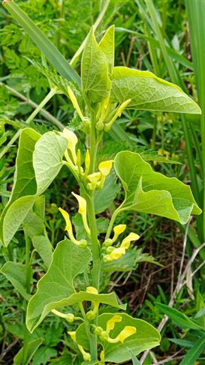 Aristolochia clematitis